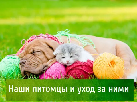 Завершен интернет-портал “Мир животных”